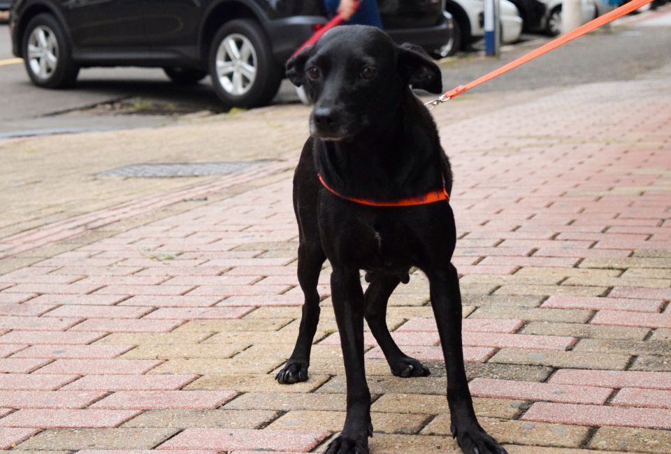 Cleiton Foss Chapecó – O vereador Cleiton Fossá transmitiu nesta semana no centro de Chapecó, por meio das redes sociais, um debate para pautar o controle de zoonoses no Dia Nacional dos Animais, celebrado no dia 14....