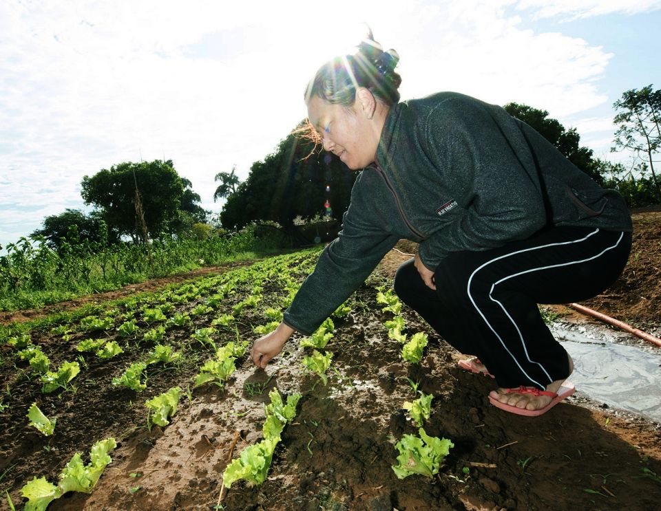 Cleiton Foss Chapecó – A agricultura da região Oeste se constitui em um dos mais importantes segmentos de nossa economia. Por sua vez, conforme apontam os dados censitários do IBGE, os empreendimentos familiares...