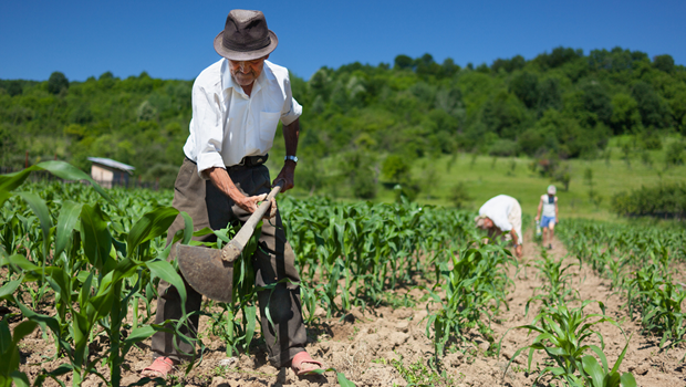 Cleiton Foss Chapecó – A Organização das Nações Unidas para a Alimentação e a Agricultura (FAO), ressaltou que 80% de toda a comida do mundo é produzida por meio da agricultura...